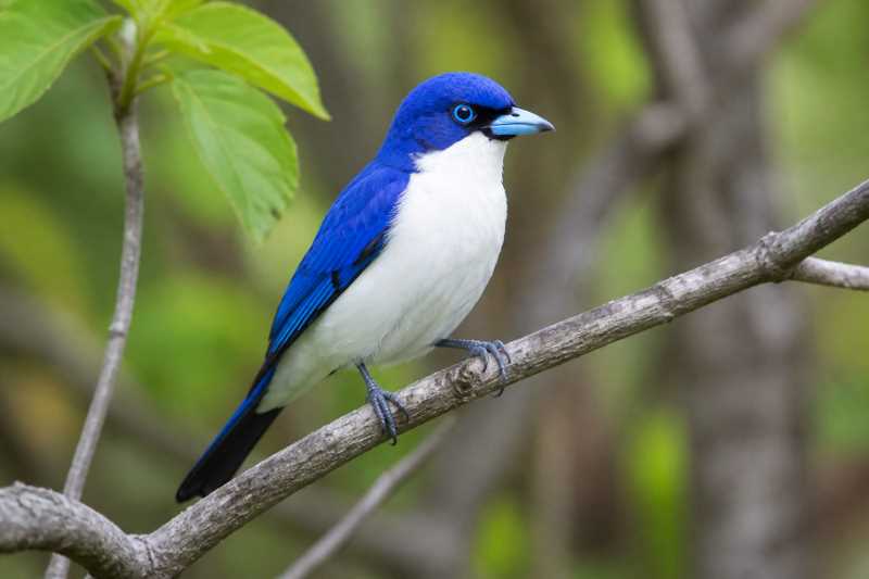 Image of a Comoro Blue Vanga in its natural habitat