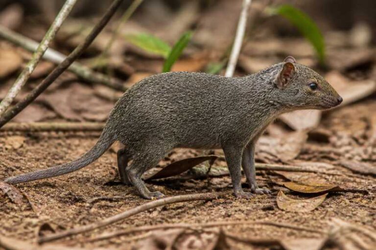Image of a Congo Tateril in its natural habitat