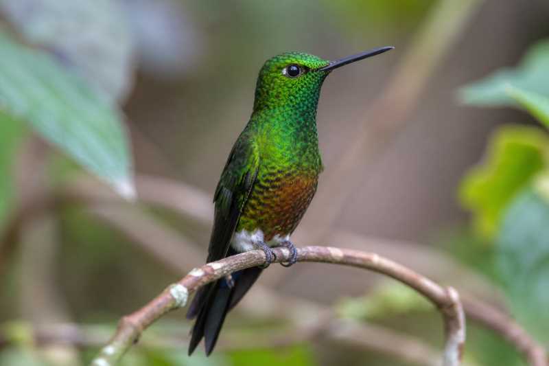 Image of a Coppery-bellied Puffleg in its natural habitat