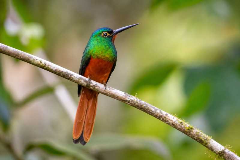 Image of a Coppery-chested Jacamar in its natural habitat