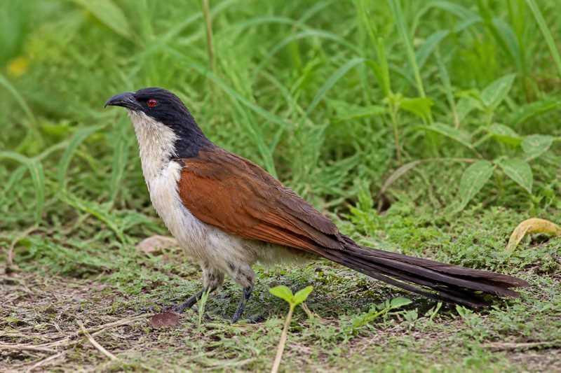 Image of a Coppery-tailed Coucal in its natural habitat