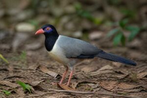 Image of a Coral-billed Ground Cuckoo in its natural habitat