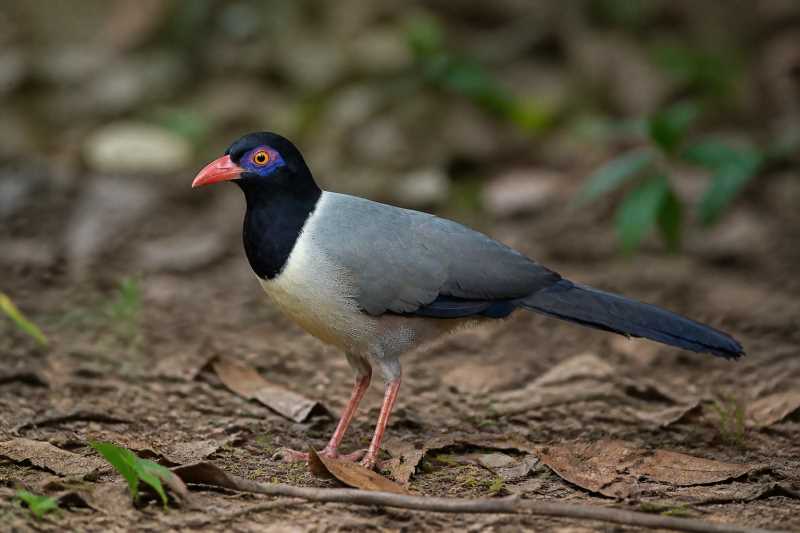 Image of a Coral-billed Ground Cuckoo in its natural habitat
