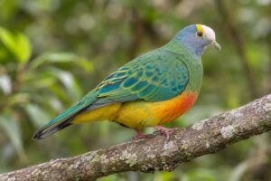 Image of a Coroneted Fruit Dove in its natural habitat