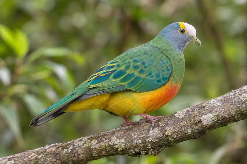 Image of a Coroneted Fruit Dove in its natural habitat