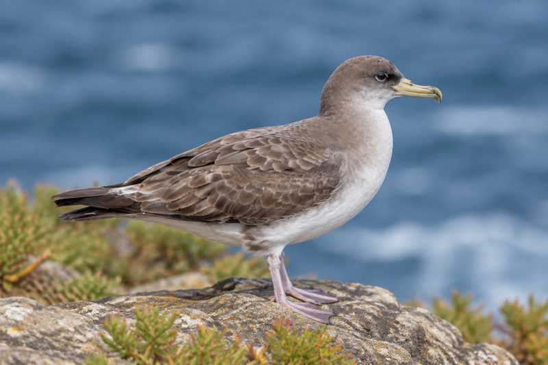 Image of a Cory's Shearwater in its natural habitat