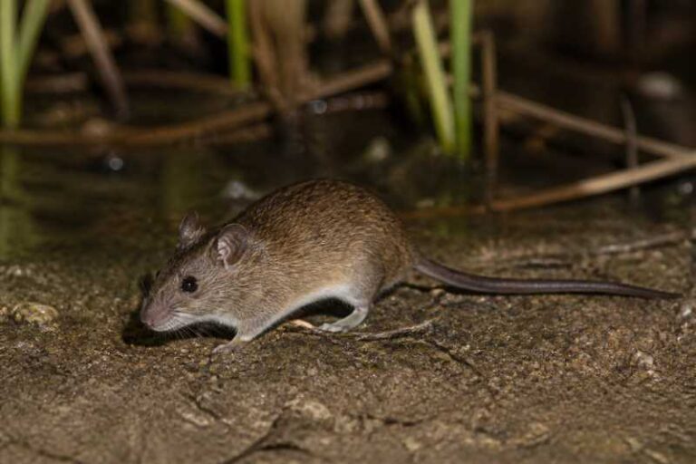 Image of a Coues's Marsh Rice Rat in its natural habitat