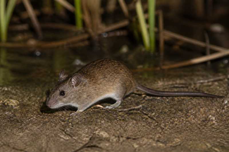 Image of a Coues's Marsh Rice Rat in its natural habitat