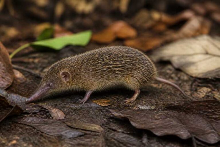 Image of a Cowan's Shrew Tenrec in its natural habitat