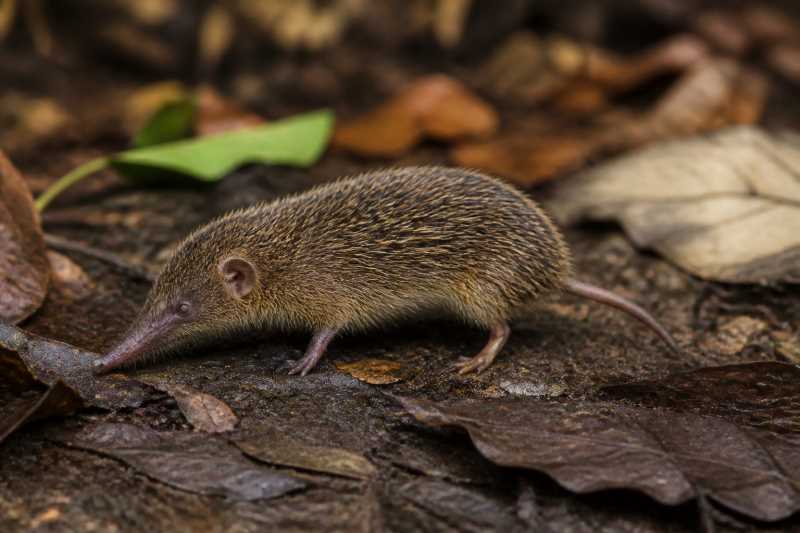 Image of a Cowan's Shrew Tenrec in its natural habitat