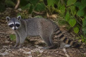 Image of a Cozumel Raccoon in its natural habitat