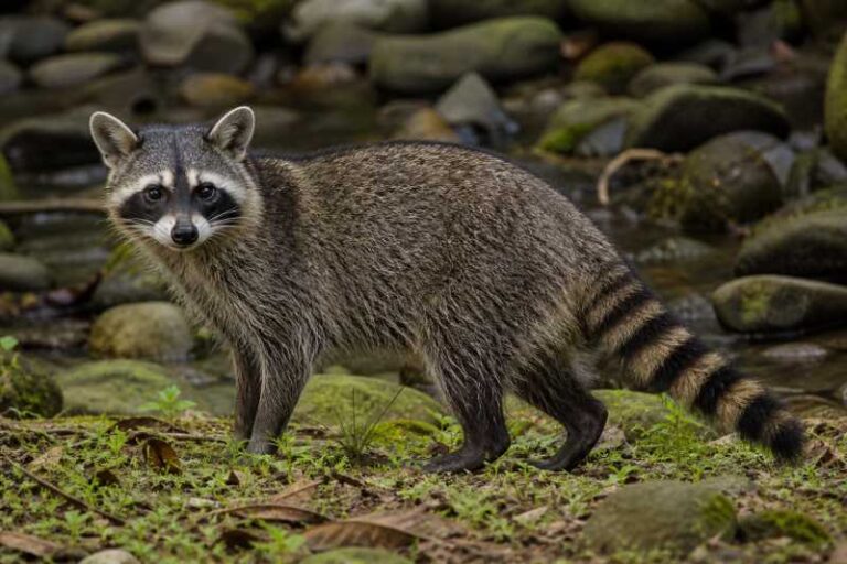 Image of a Crab-eating Raccoon in its natural habitat
