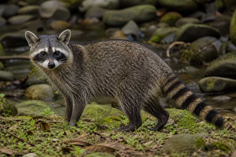 Image of a Crab-eating Raccoon in its natural habitat