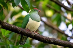 Image of a Cream-breasted Fruit Dove in its natural habitat