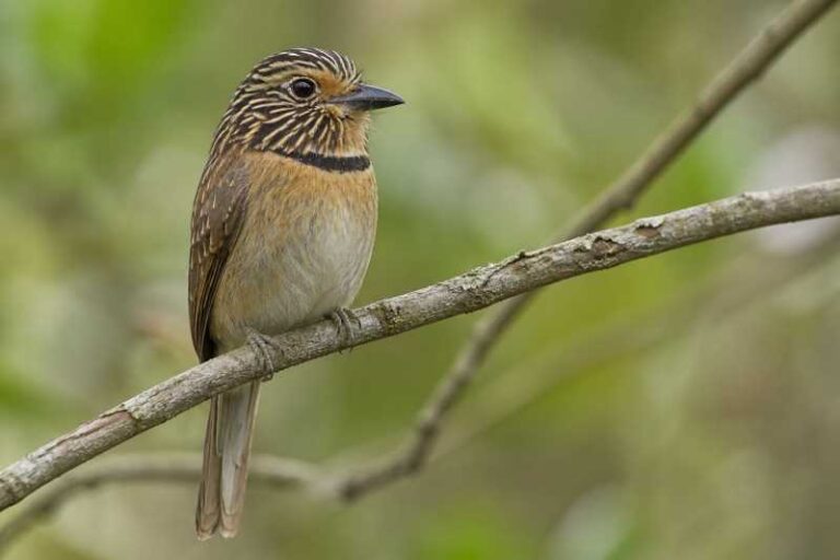 Image of a Crescent-chested Puffbird in its natural habitat