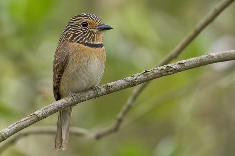 Image of a Crescent-chested Puffbird in its natural habitat