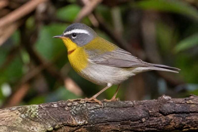 Image of a Crescent-chested Warbler in its natural habitat