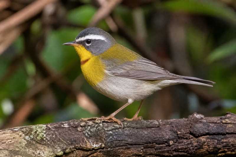 Image of a Crescent-chested Warbler in its natural habitat