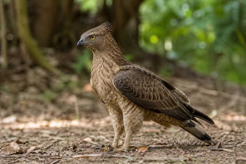 Image of a Crested Honey Buzzard in its natural habitat