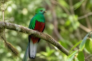 Image of a Crested Quetzal in its natural habitat