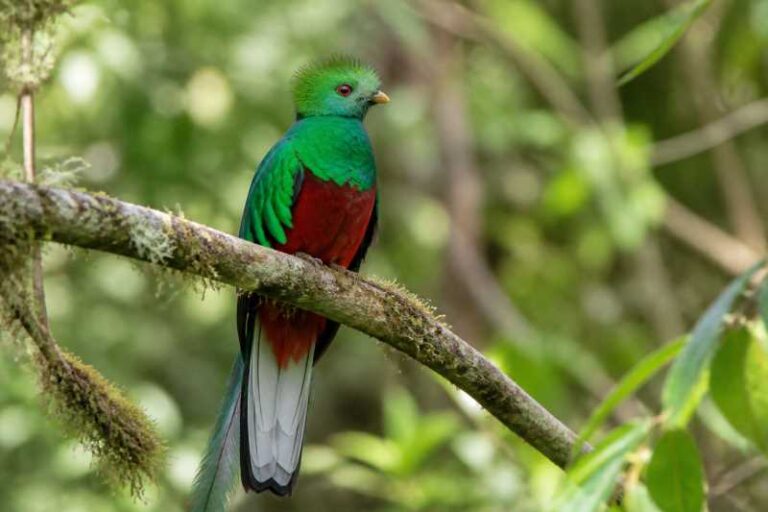 Image of a Crested Quetzal in its natural habitat