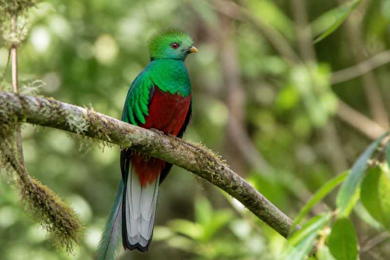 Image of a Crested Quetzal in its natural habitat