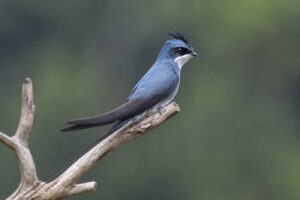 Image of a Crested Treeswift in its natural habitat