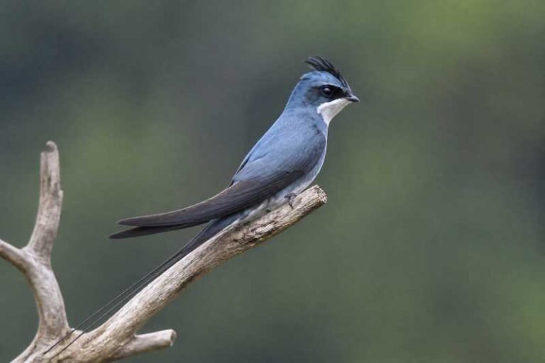Image of a Crested Treeswift in its natural habitat