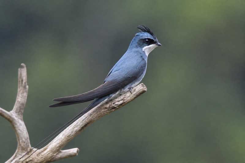 Image of a Crested Treeswift in its natural habitat