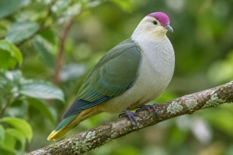 Image of a Crimson-crowned Fruit Dove in its natural habitat