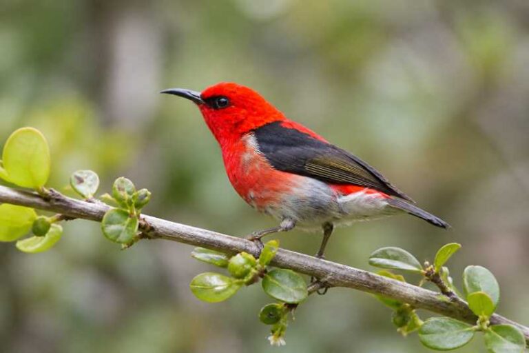 Image of a Crimson-rumped Myzomela in its natural habitat
