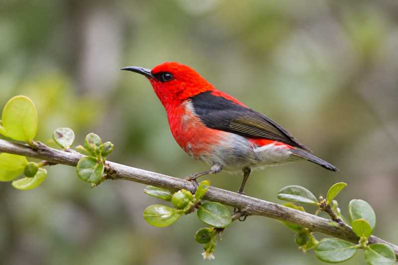 Image of a Crimson-rumped Myzomela in its natural habitat