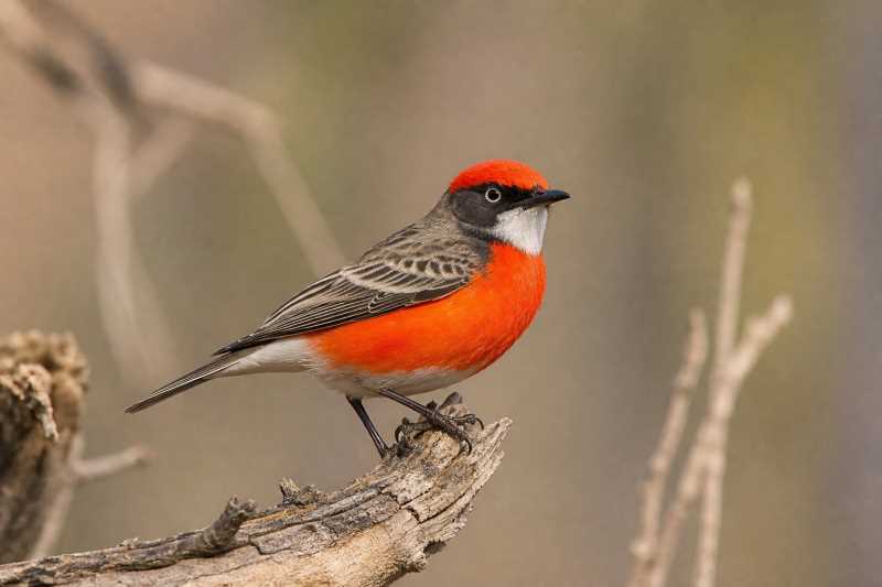 Image of a Crimson Chat in its natural habitat