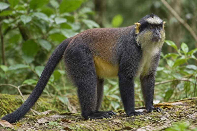 Image of a Crowned Monkey in its natural habitat