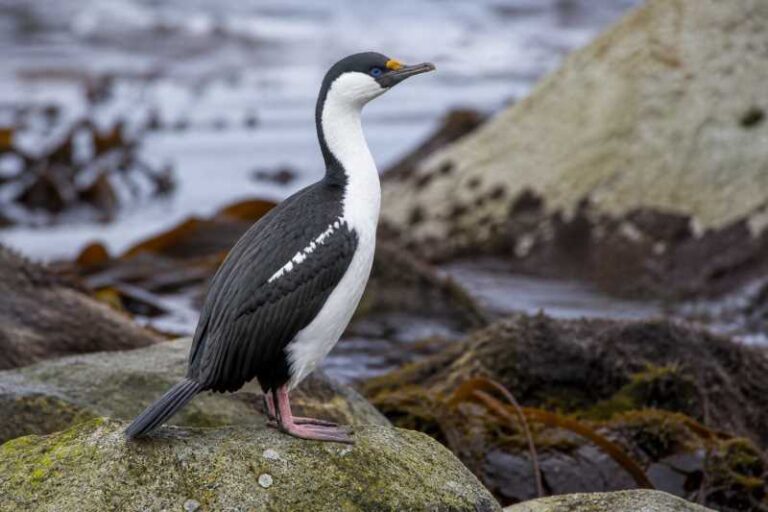 Image of a Crozet Shag in its natural habitat