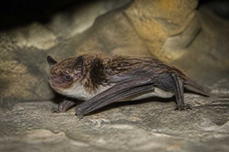 Image of a Cryptic Myotis in its natural habitat