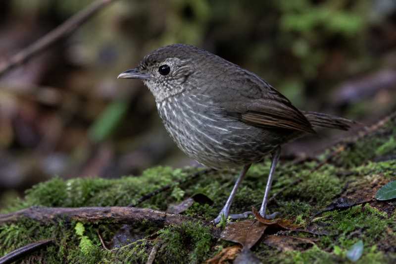 Image of a Cundinamarca Antpitta in its natural habitat