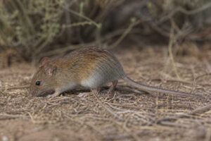 Image of a Cursorial Grass Mouse in its natural habitat