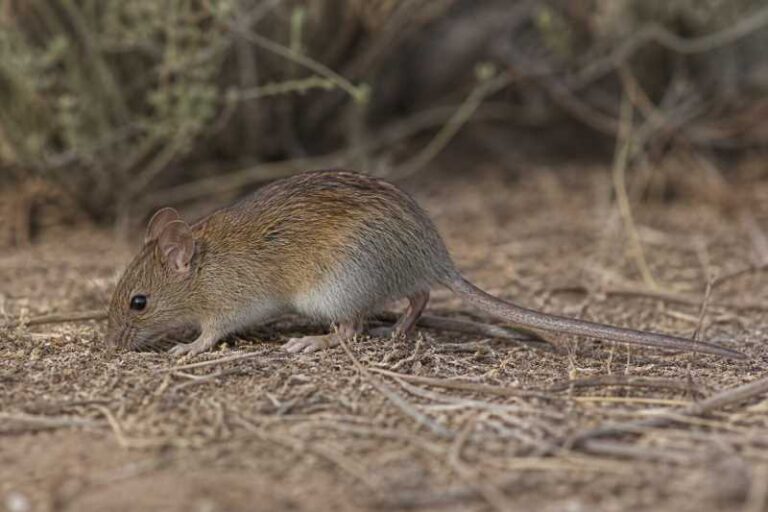 Image of a Cursorial Grass Mouse in its natural habitat