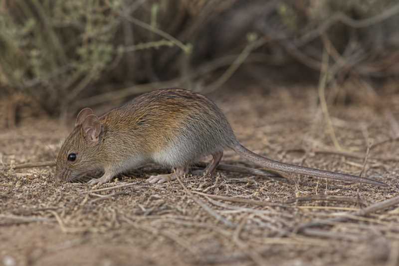 Image of a Cursorial Grass Mouse in its natural habitat