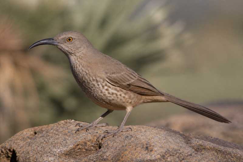 Image of a Curve-billed Thrasher in its natural habitat