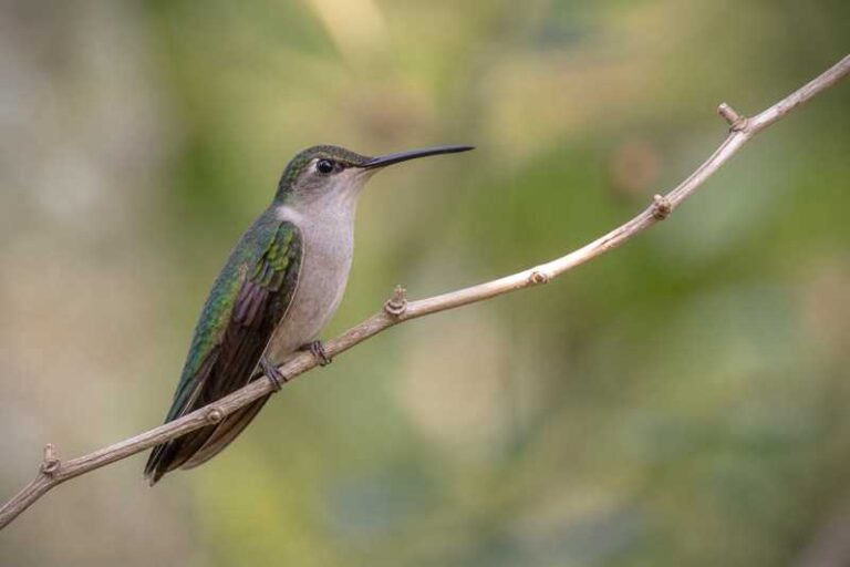 Image of a Curve-winged Sabrewing in its natural habitat
