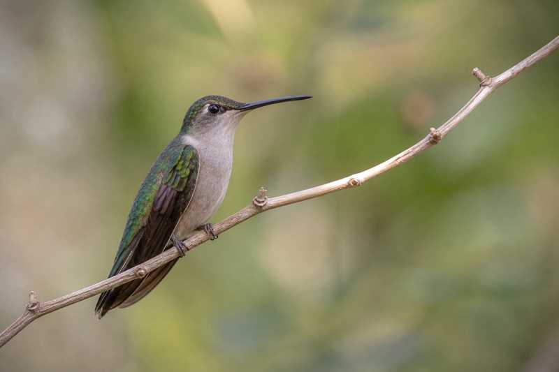 Image of a Curve-winged Sabrewing in its natural habitat