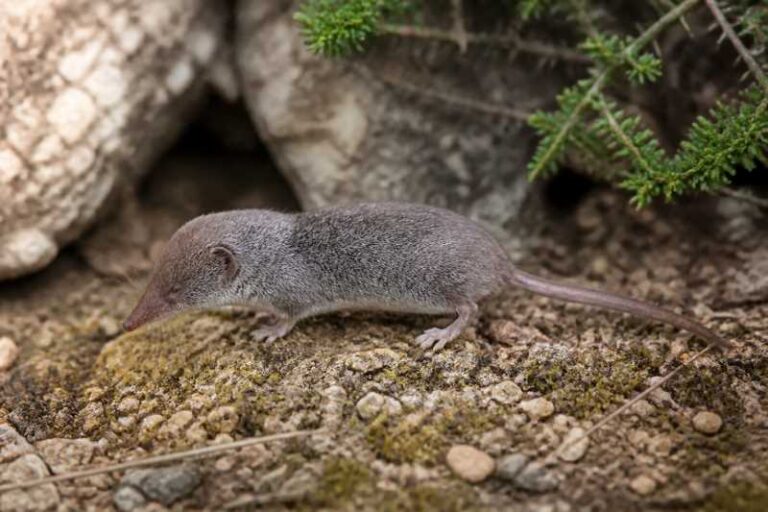 Image of a Cyprus White-toothed Shrew in its natural habitat