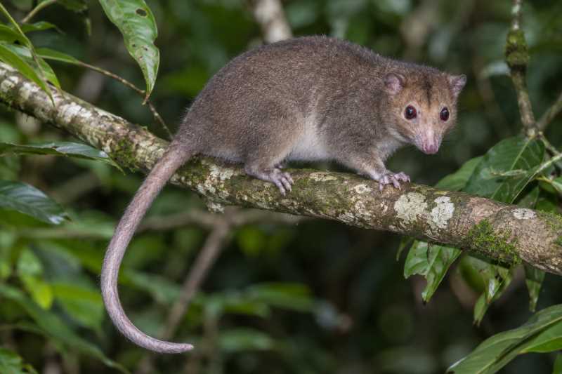 Image of a Daintree River Ring-tailed Possum in its natural habitat