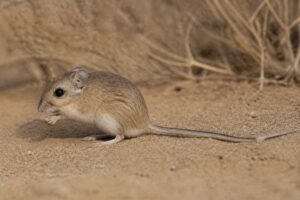 Image of a Dalquest's Pocket Mouse in its natural habitat