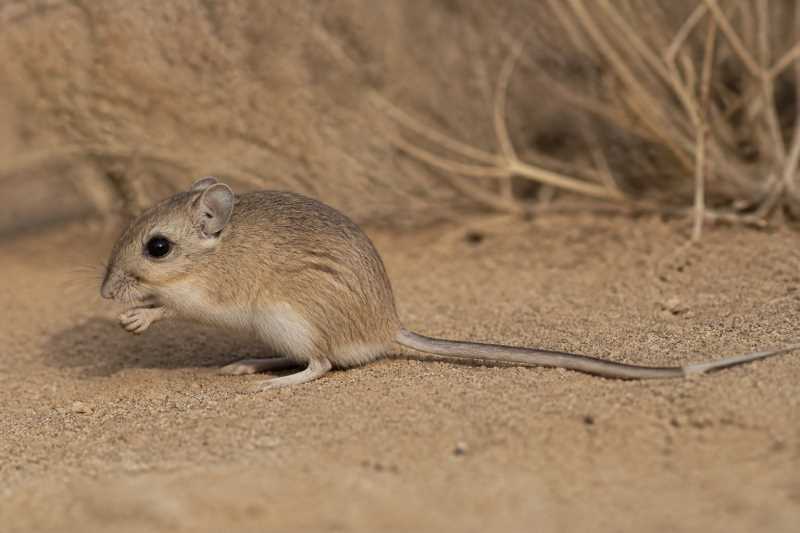 Image of a Dalquest's Pocket Mouse in its natural habitat