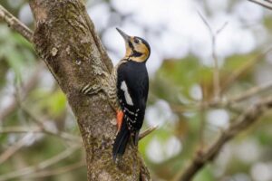 Image of a Darjeeling Woodpecker in its natural habitat