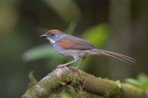 Image of a Dark-breasted Spinetail in its natural habitat