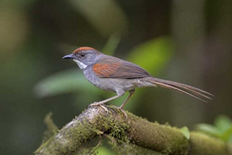 Image of a Dark-breasted Spinetail in its natural habitat